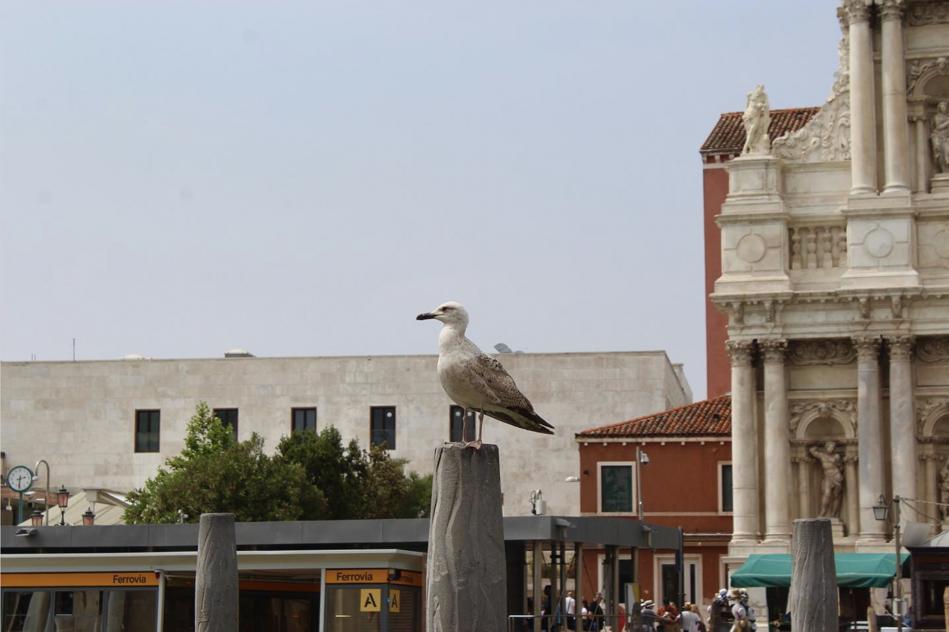Seagull in Venice